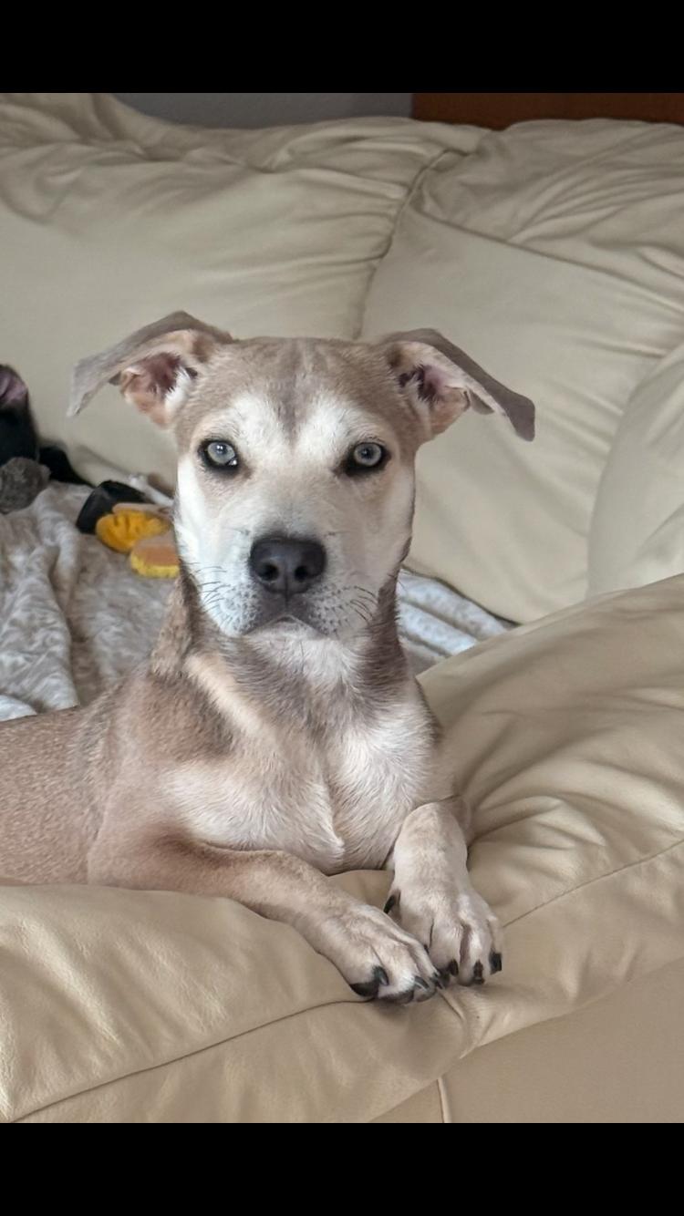 Enlarge Sebastian, an adoptable mixed breed in Pensacola, FL image 4/4