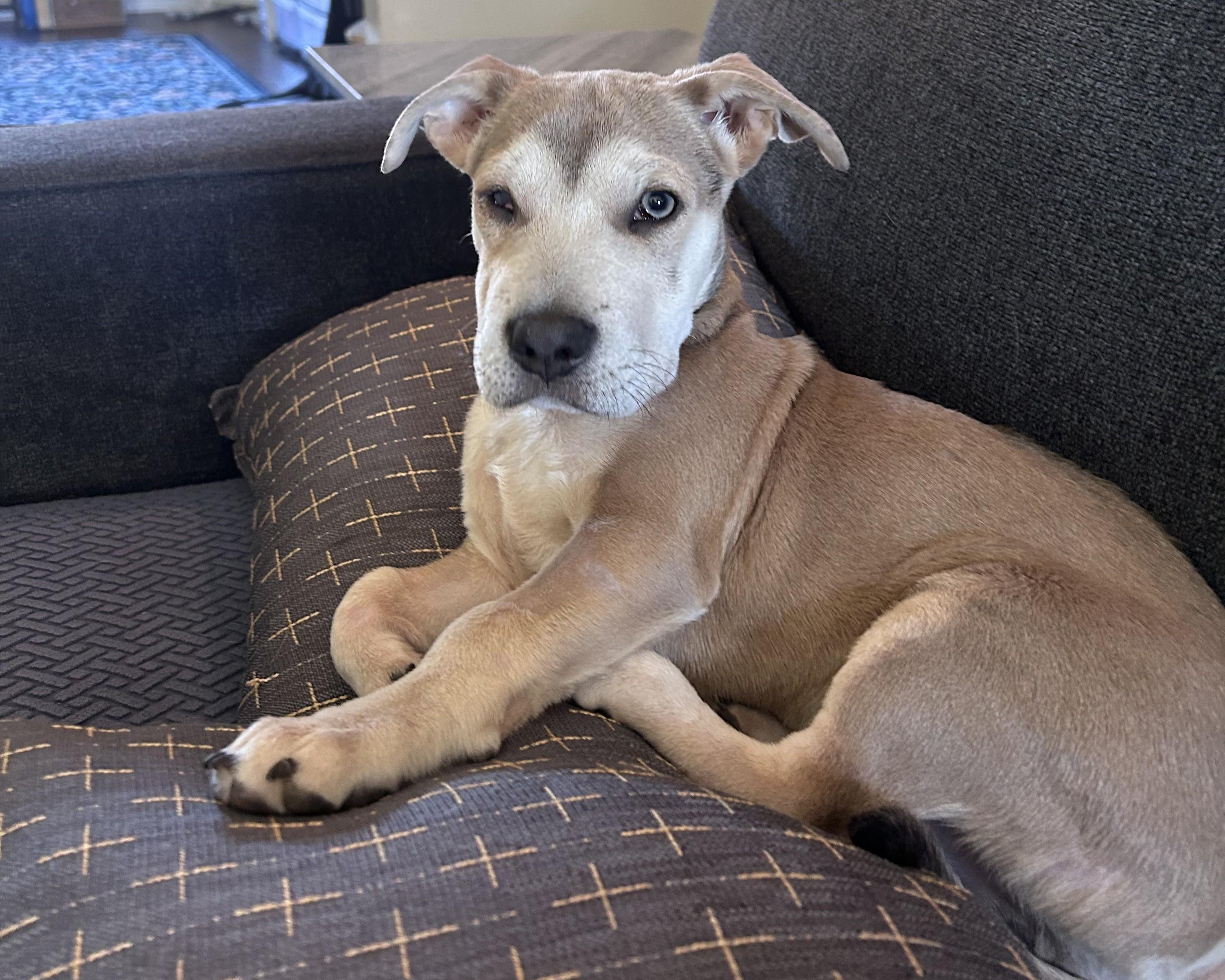 Enlarge Sebastian, an adoptable mixed breed in Pensacola, FL image 4/5