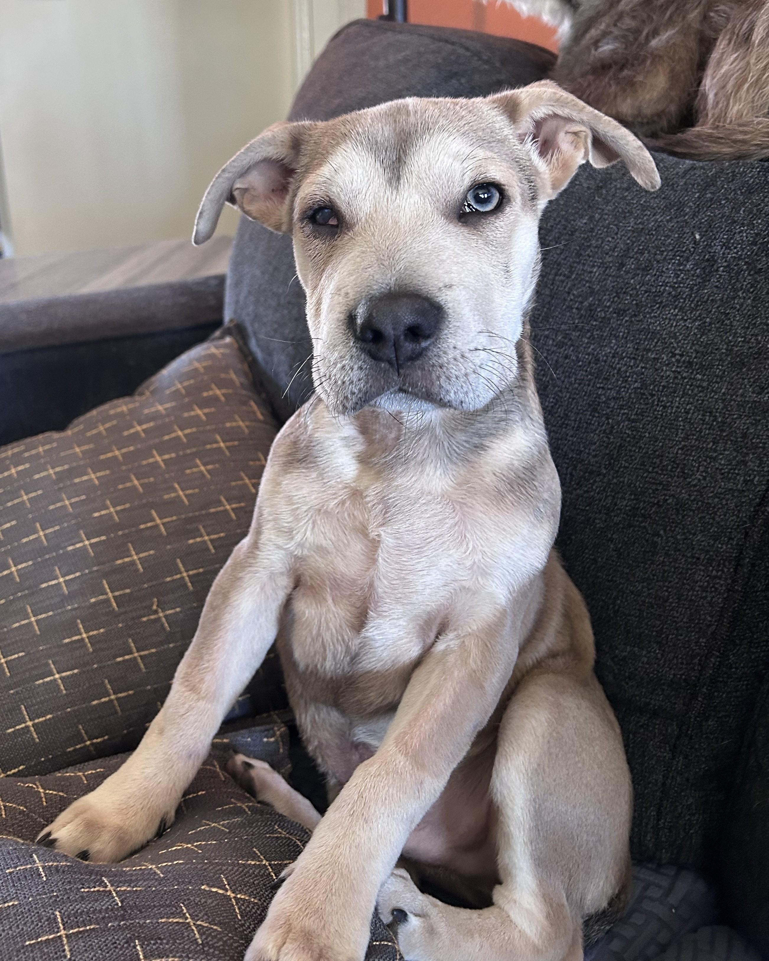 Enlarge Sebastian, an adoptable mixed breed in Pensacola, FL image 2/5