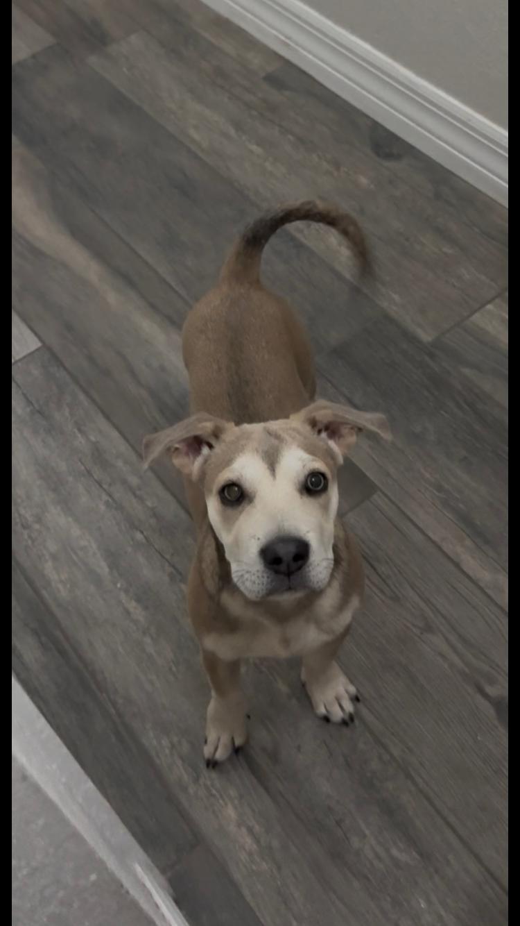 Enlarge Sebastian, an adoptable mixed breed in Pensacola, FL image 3/4