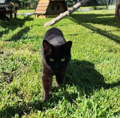 Charcoal, a Adoptable Domestic Short Hair in Georgetown, DE image 1/3