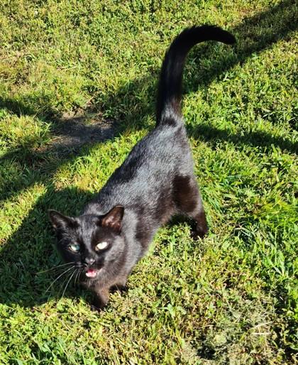Charcoal, a Adoptable Domestic Short Hair in Georgetown, DE image 2/3