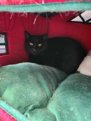 Enlarge Charcoal, a Adoptable Domestic Short Hair in Georgetown, DE image 3/3