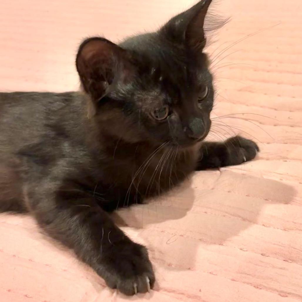 Enlarge Boo, a Adoptable Domestic Short Hair in Tulsa, OK image 1/2
