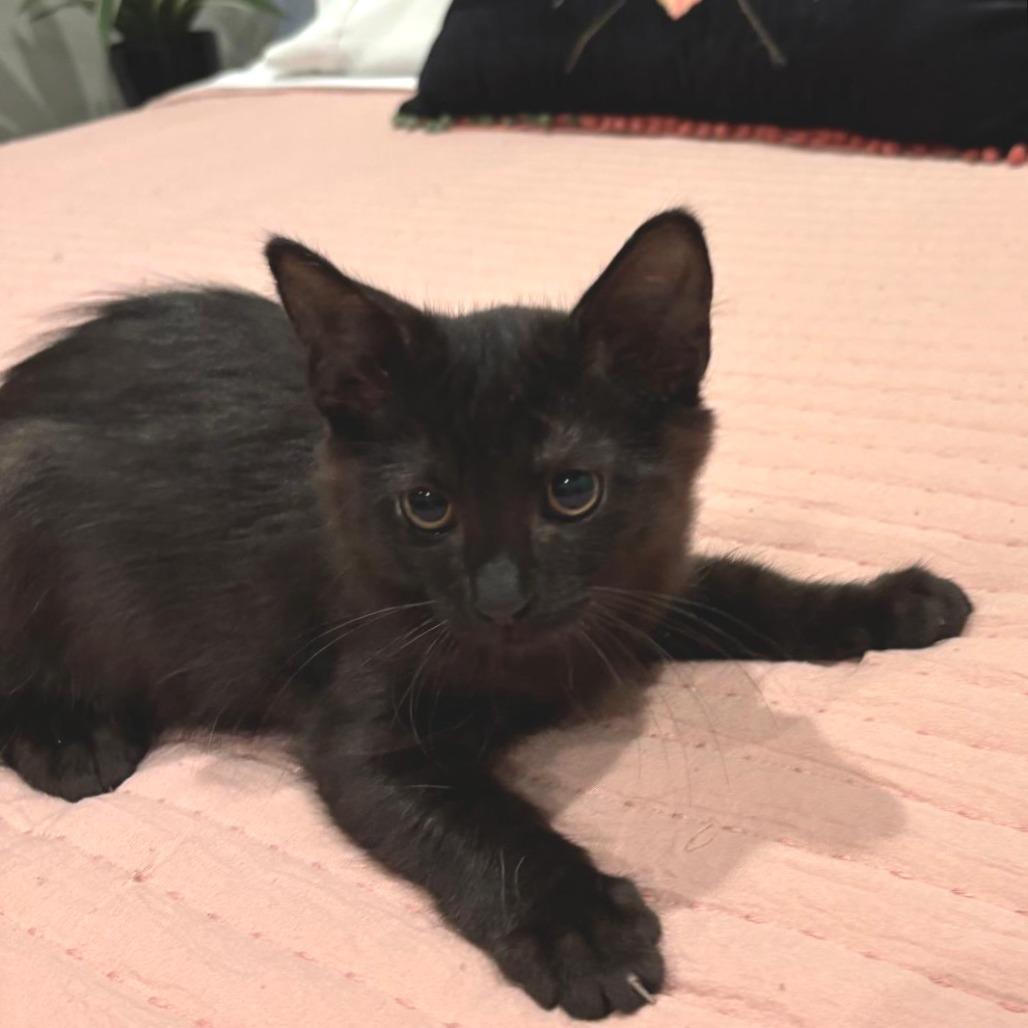 Enlarge Boo, a Adoptable Domestic Short Hair in Tulsa, OK image 2/2