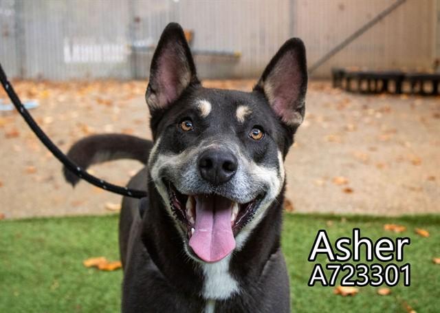 ASHER, Adoptable, Adult Male Siberian Husky & Pit Bull Terrier.