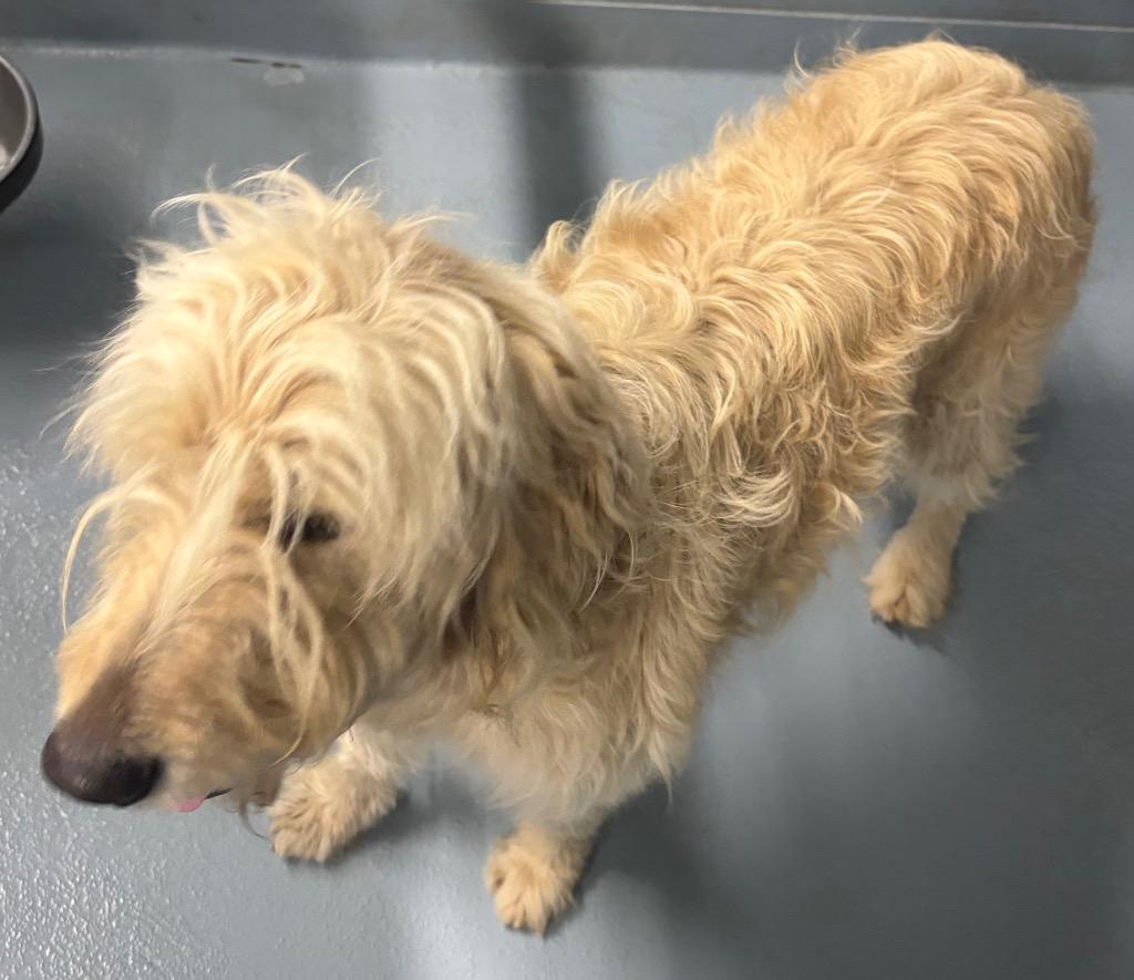 Enlarge Hazelnut, a Adoptable mixed breed in Cartersville , GA image 1/1