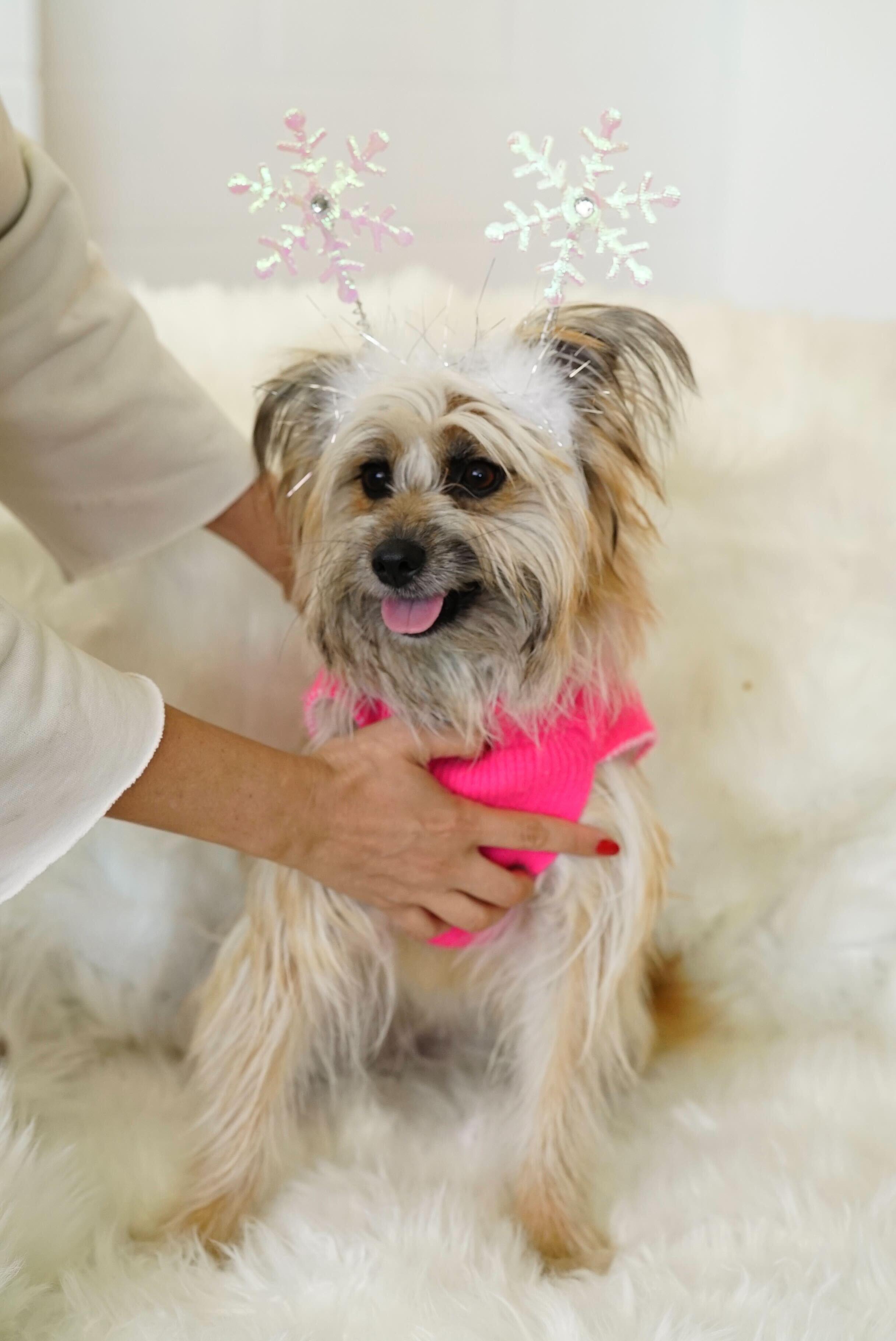 Mopsy, Adoptable, Young Female Cairn Terrier.