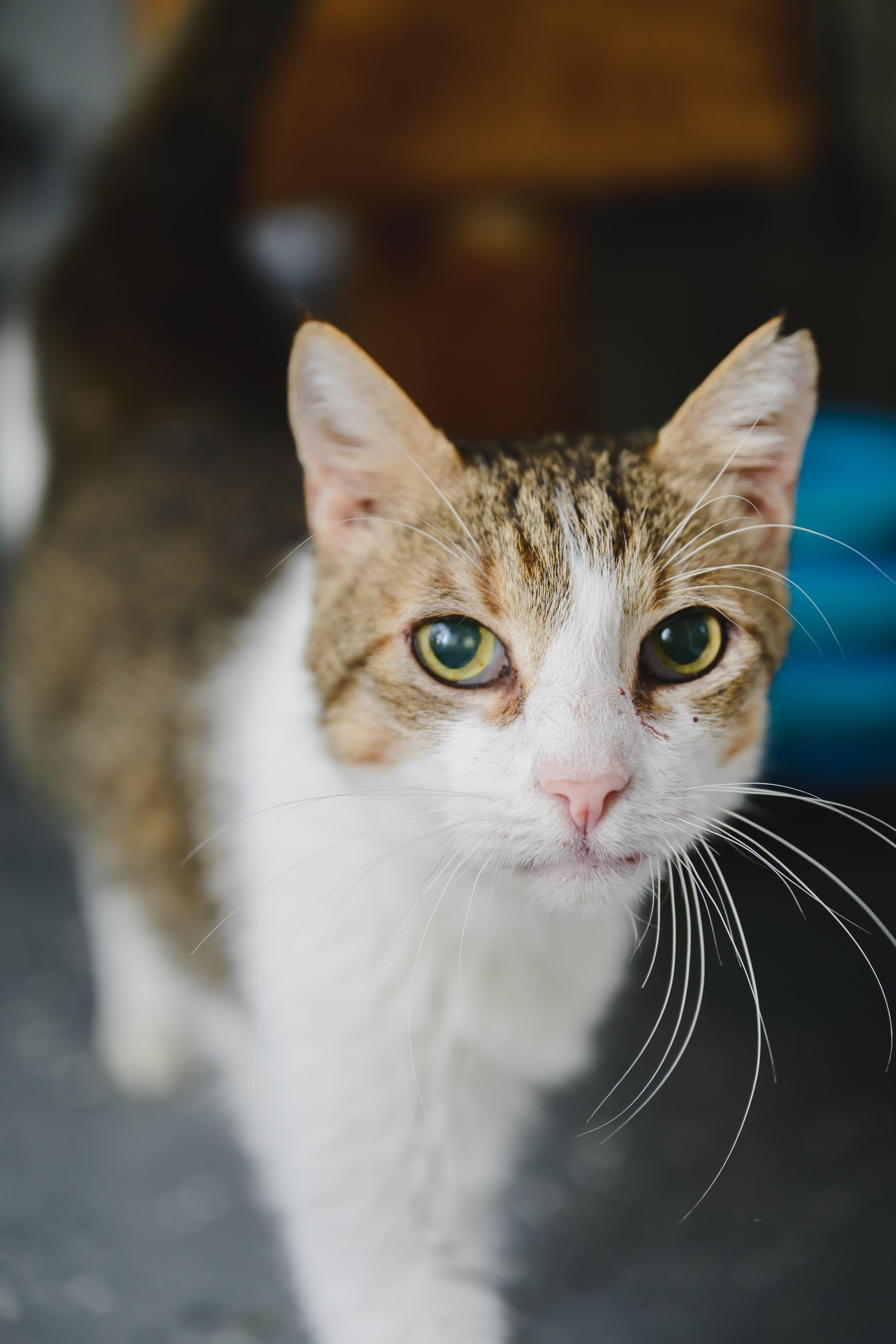 Enlarge Charlie, a Adoptable mixed breed in Honolulu, HI image 1/6