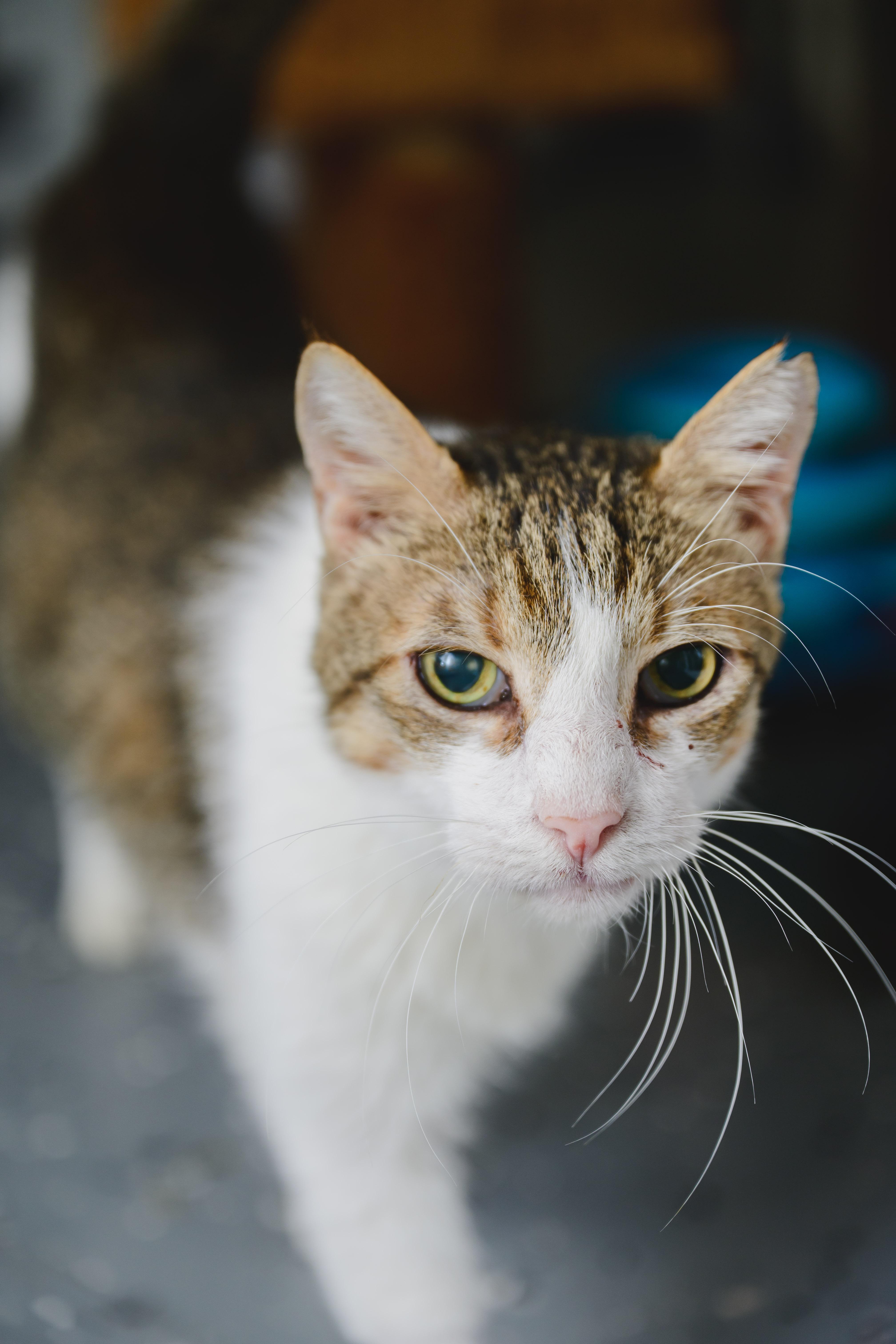 Enlarge Charlie, a Adoptable mixed breed in Honolulu, HI image 2/6
