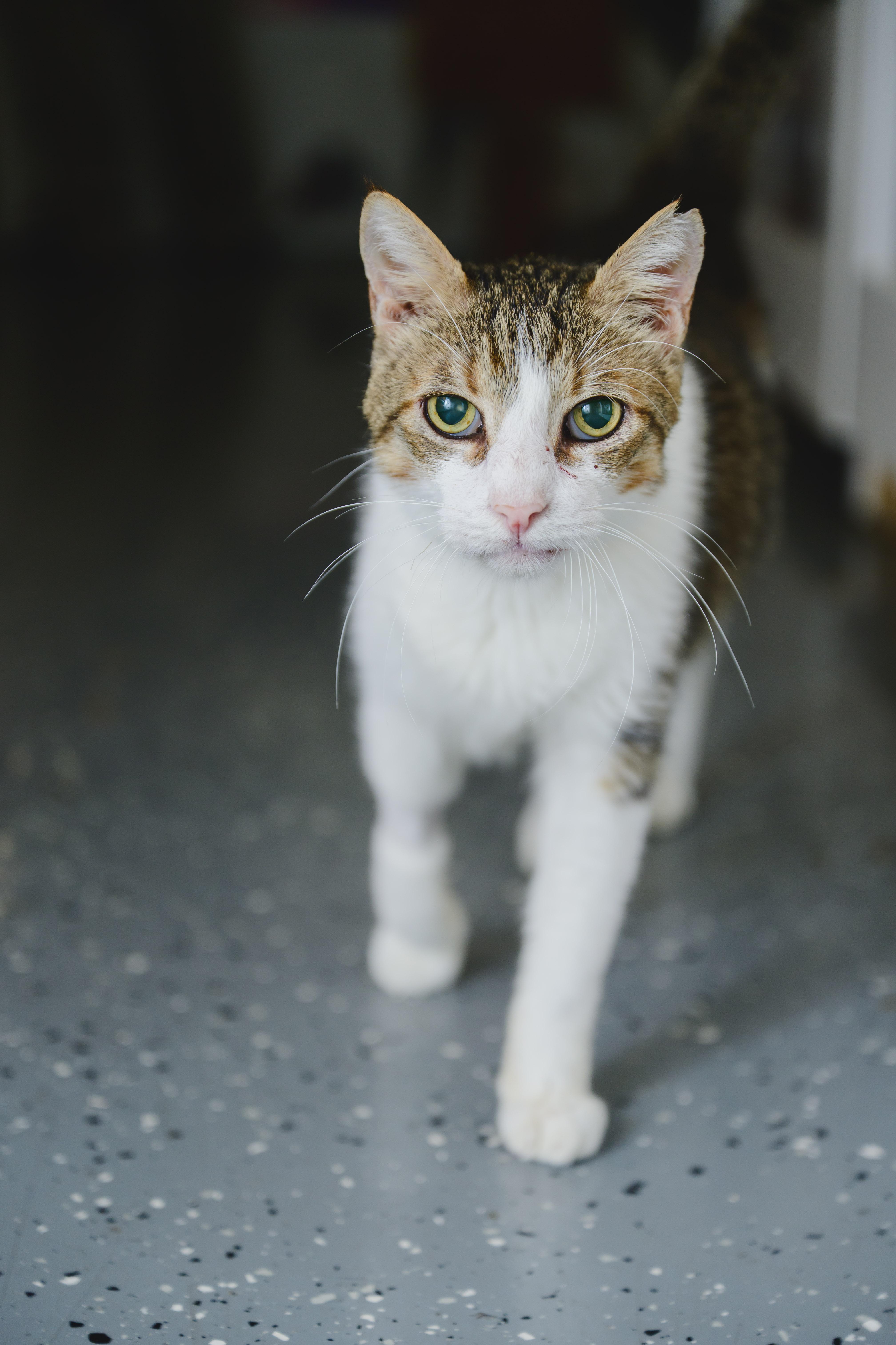 Enlarge Charlie, a Adoptable mixed breed in Honolulu, HI image 3/6