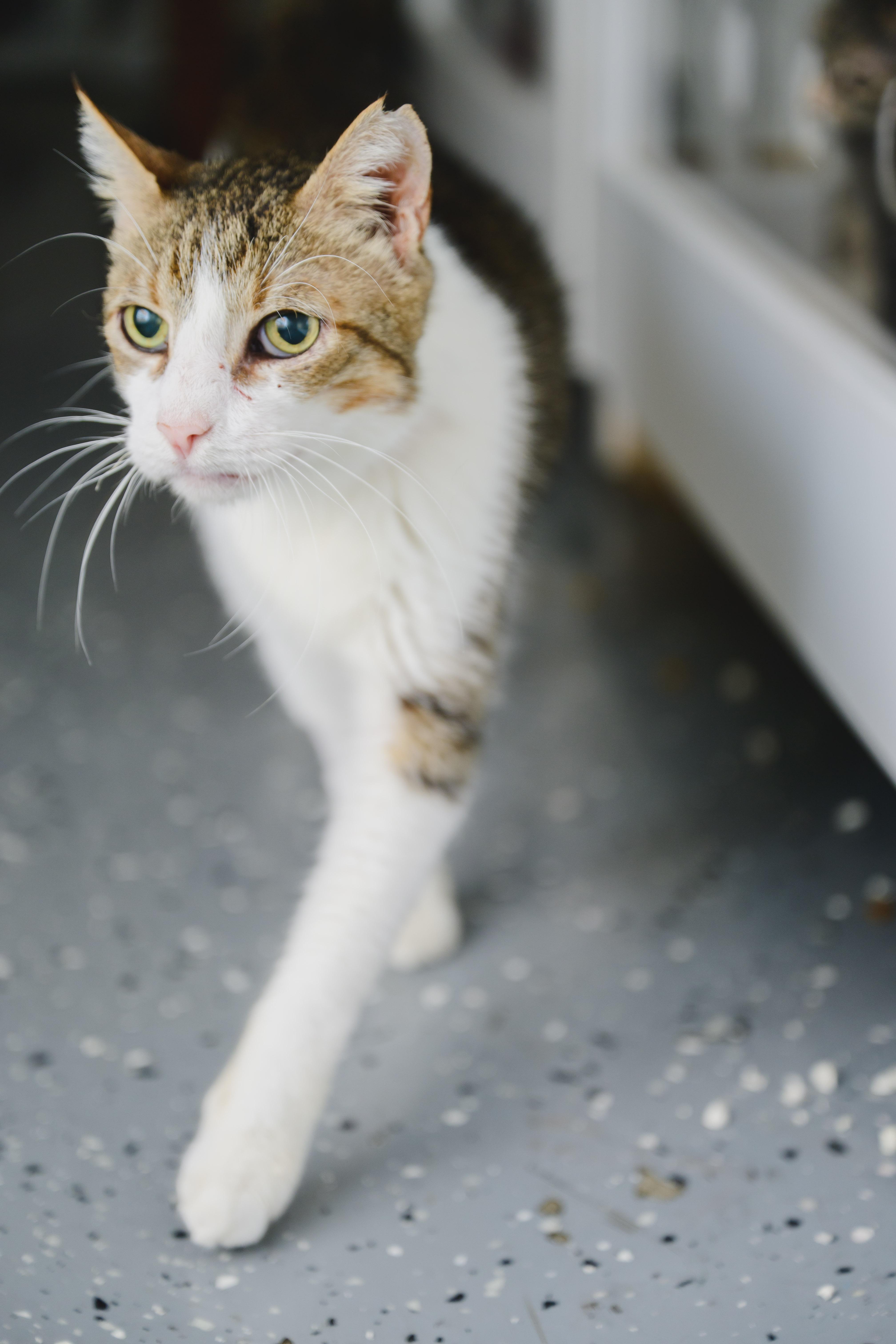 Enlarge Charlie, a Adoptable mixed breed in Honolulu, HI image 4/6