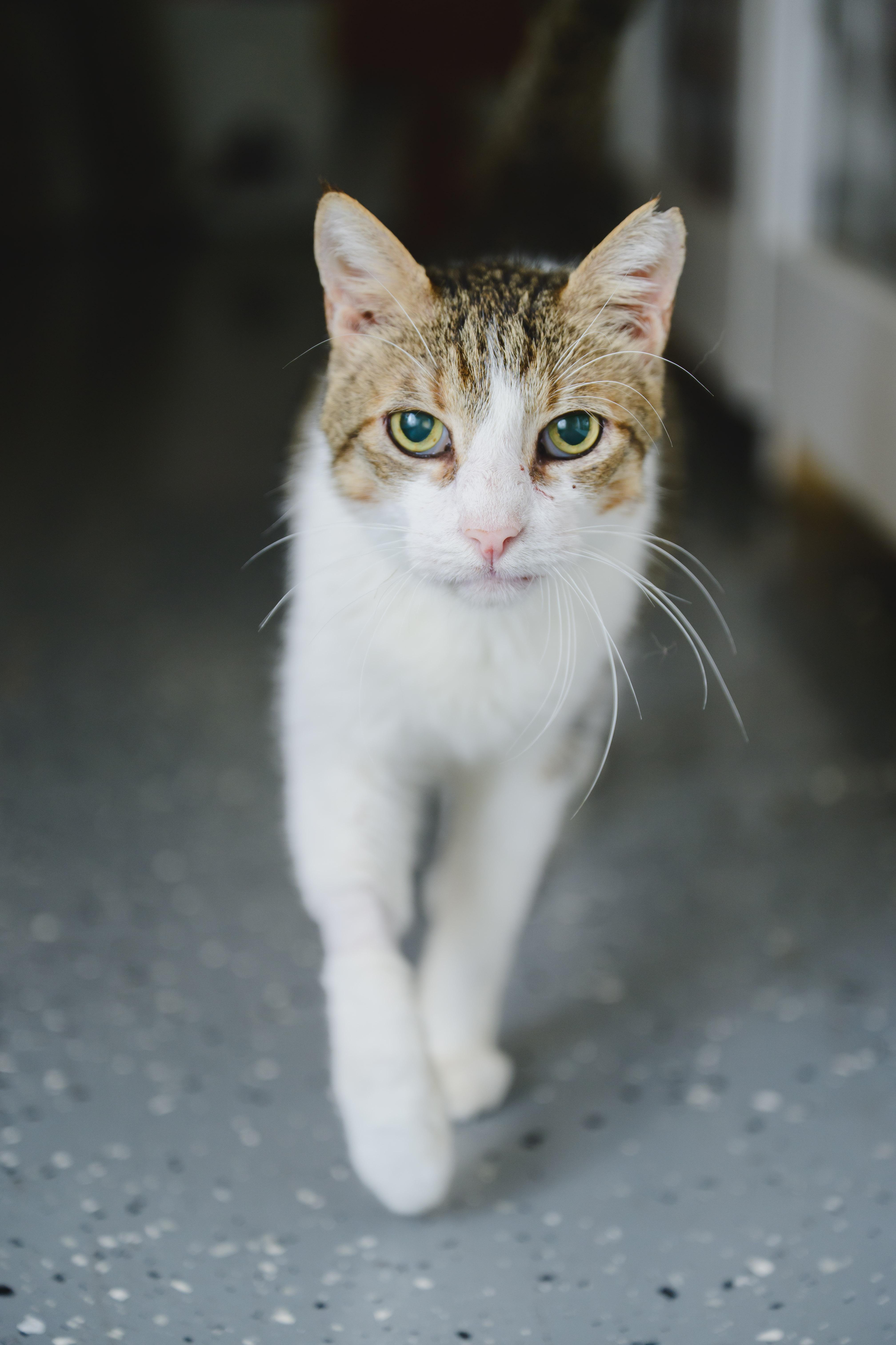 Enlarge Charlie, a Adoptable mixed breed in Honolulu, HI image 5/6
