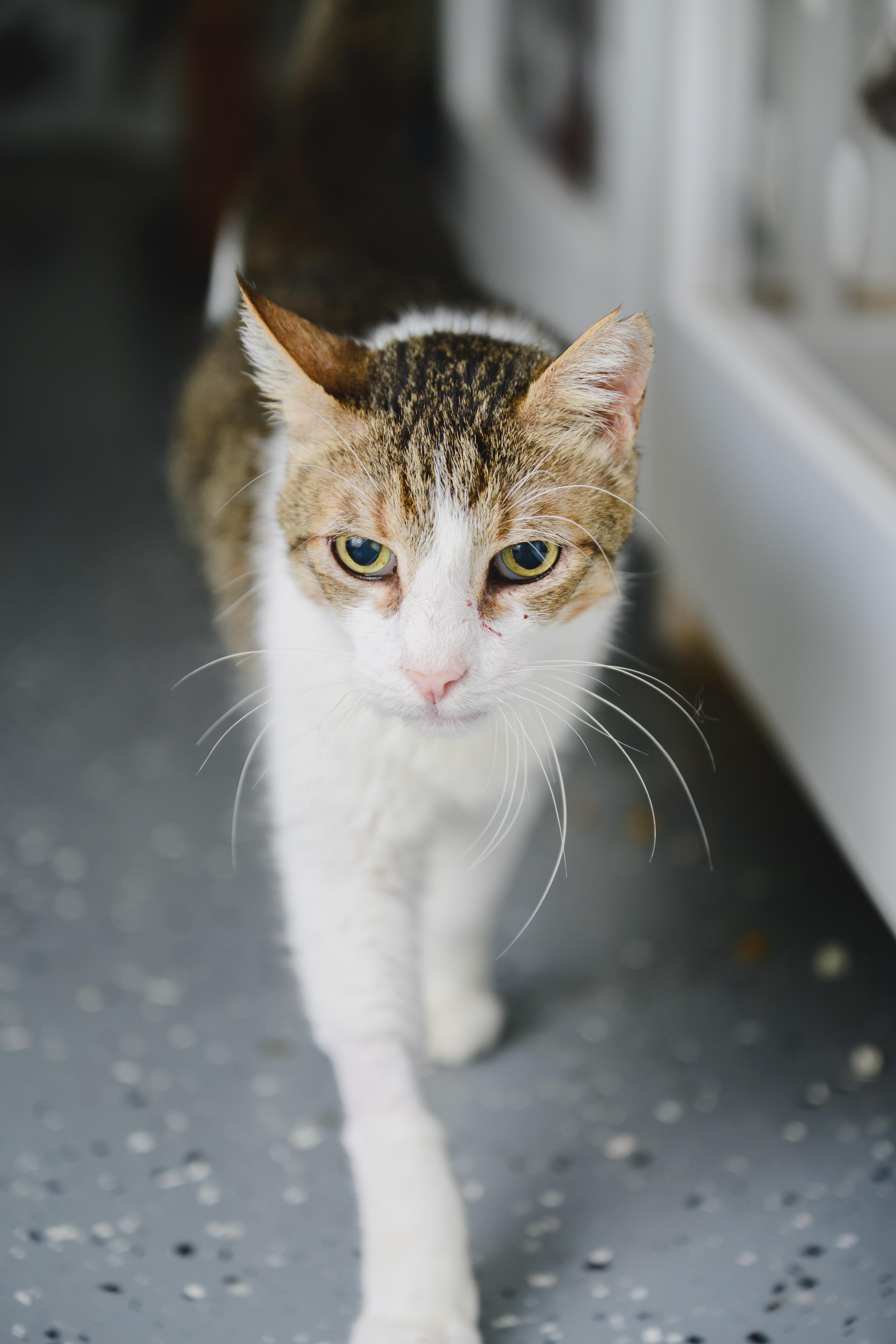 Enlarge Charlie, a Adoptable mixed breed in Honolulu, HI image 6/6