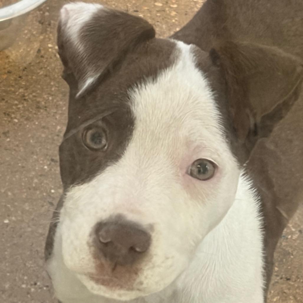 Caramel, Adoptable, Puppy Female Mixed Breed.