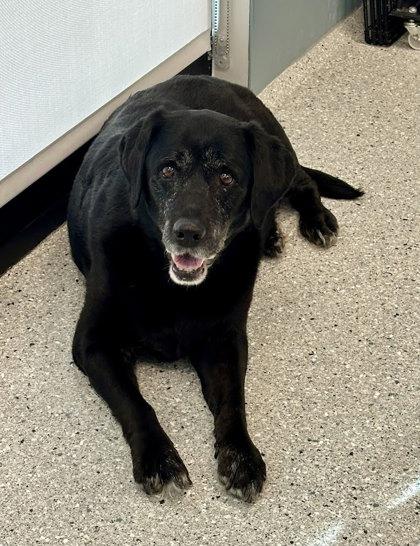 Enlarge Sophia, a Adoptable mixed breed in Twinsburg, OH image 1/3