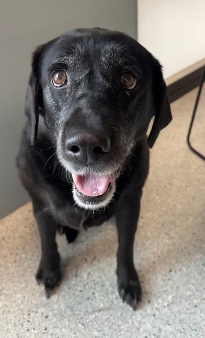 Enlarge Sophia, a Adoptable mixed breed in Twinsburg, OH image 2/3