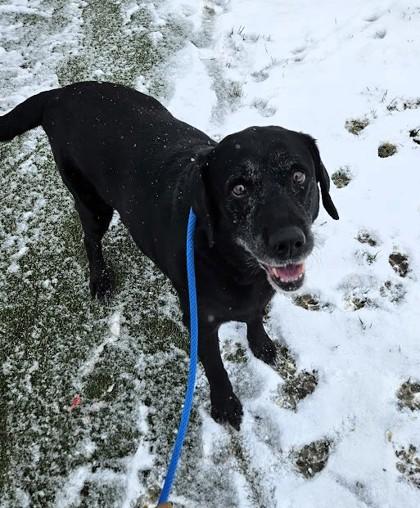 Enlarge Sophia, a Adoptable mixed breed in Twinsburg, OH image 3/3