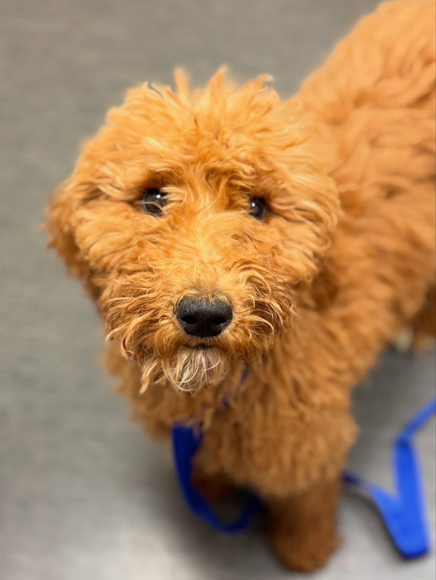 Enlarge Penny Lane- ADOPT Me!!, an adopted mixed breed in Redondo Beach, CA image 2/2