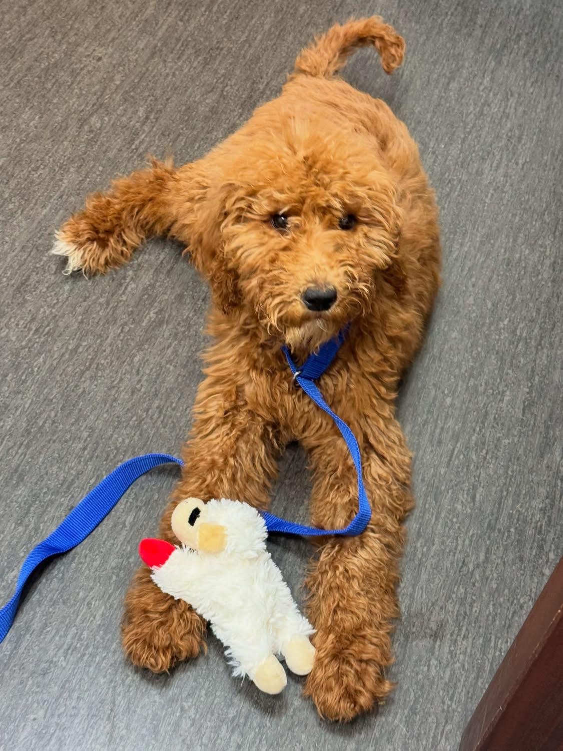 Penny Lane- ADOPT Me!!, adopted, Young Female Goldendoodle.