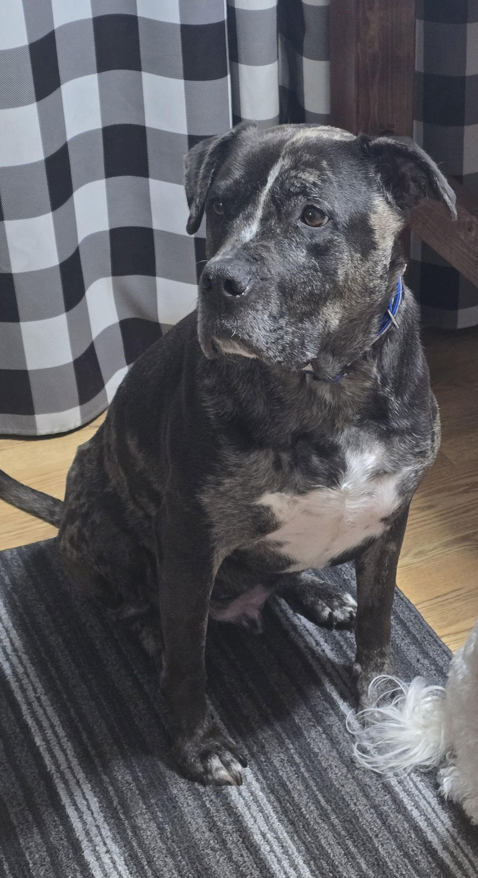 Diesel *OSCP*, Adoptable, Adult Male Pit Bull Terrier.