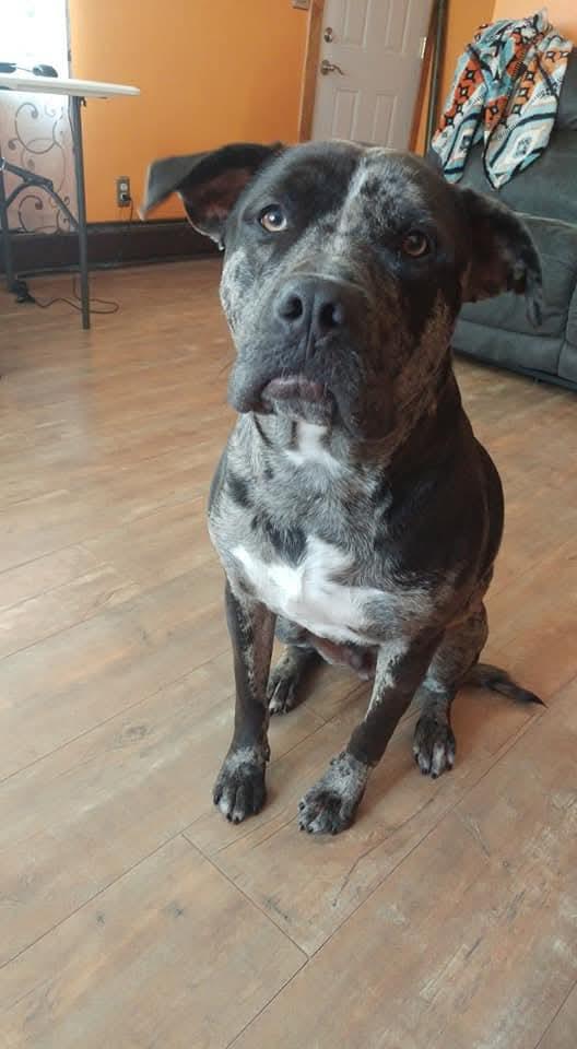 Enlarge Diesel *OSCP*, a Adoptable Pit Bull Terrier in Saint Paul, MN image 3/3