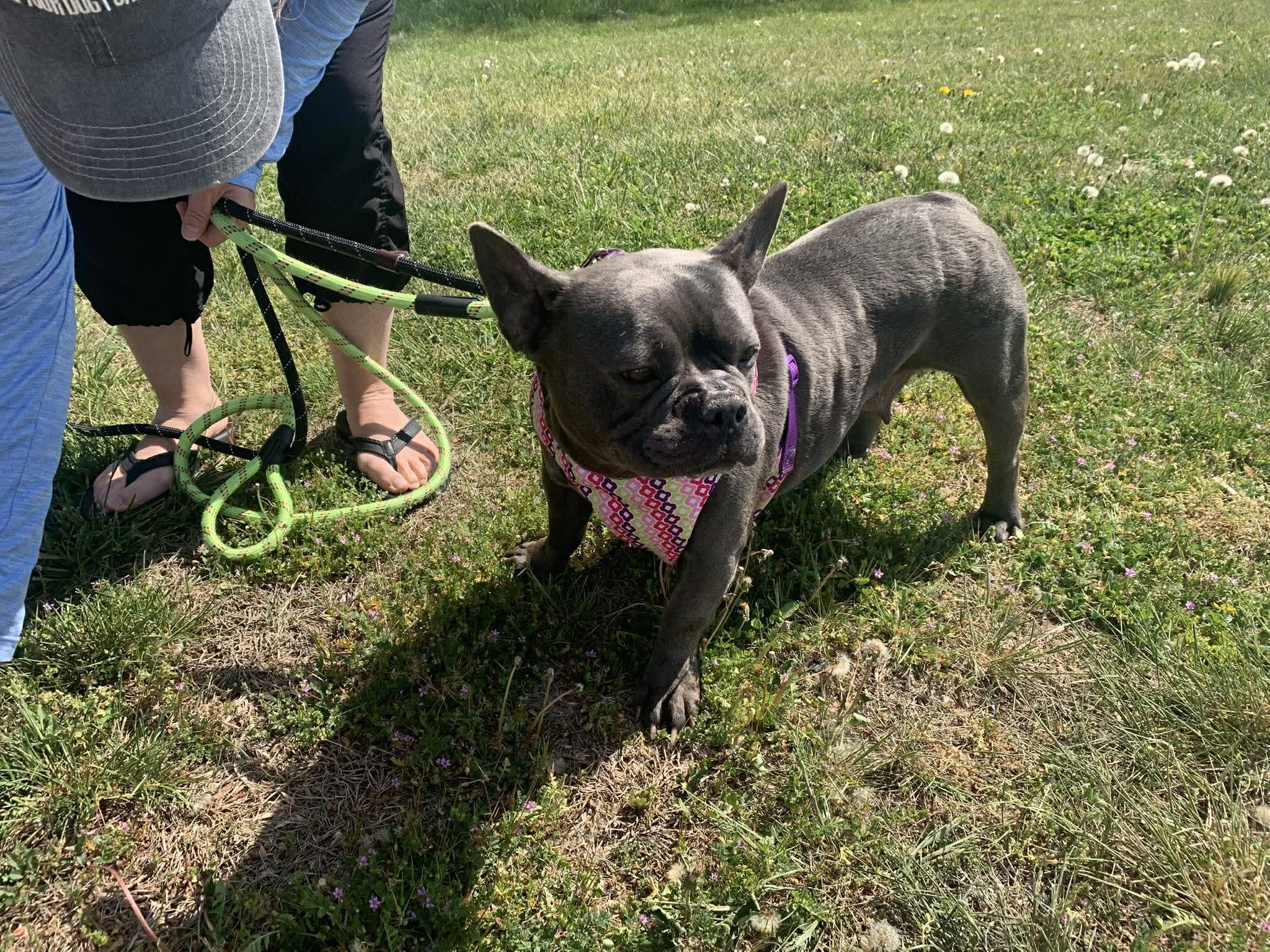 Enlarge Blueberry, a ADOPTABLE French Bulldog in New Castle, DE image 3/6