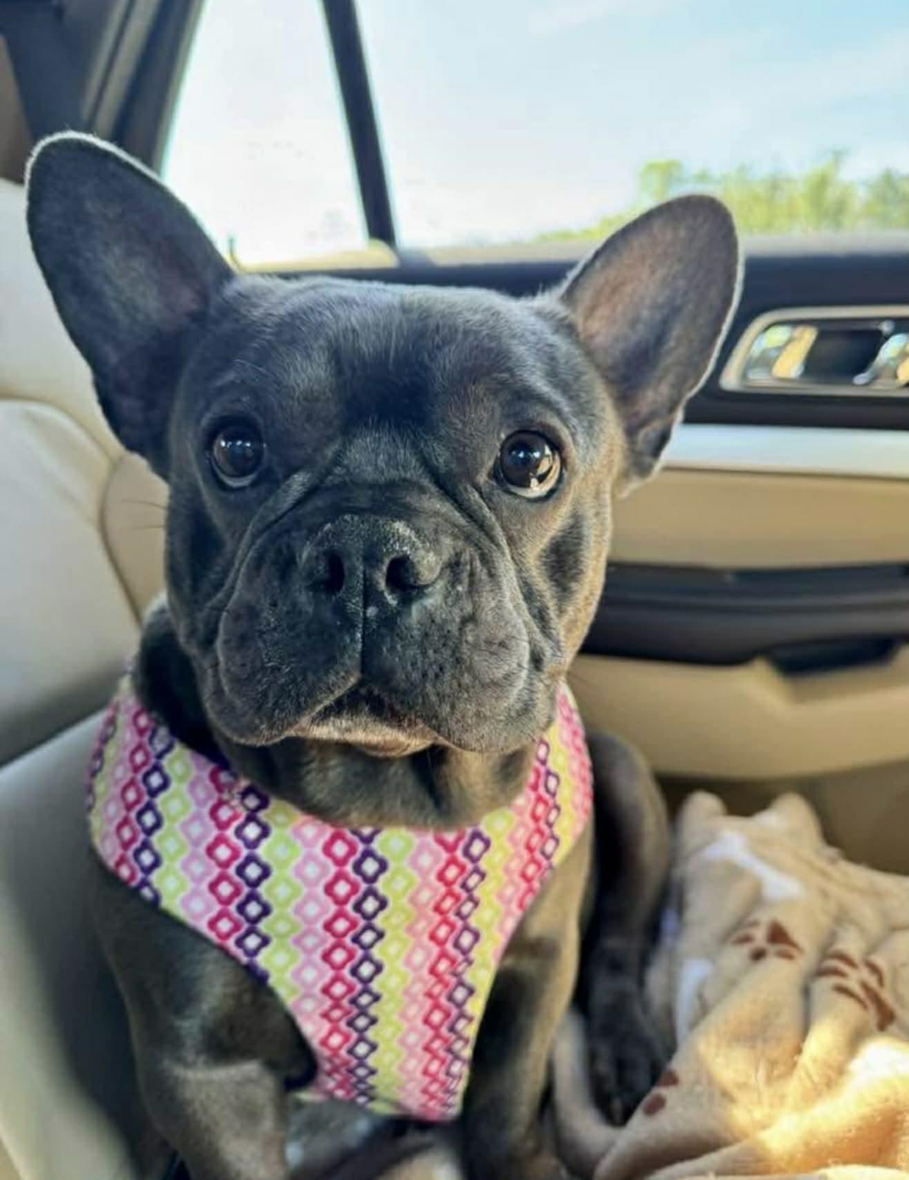 Blueberry, ADOPTABLE, Adult Male French Bulldog.