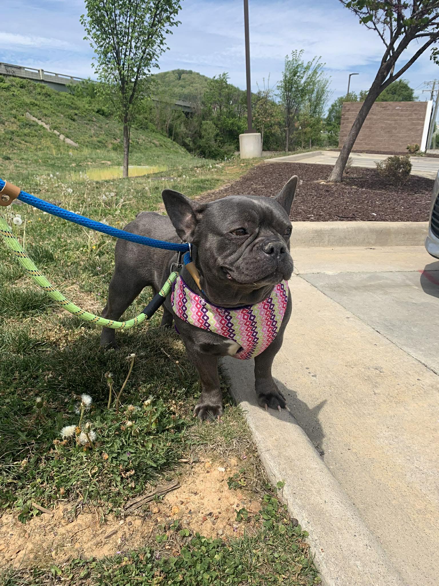 Enlarge Blueberry, a ADOPTABLE French Bulldog in New Castle, DE image 6/6
