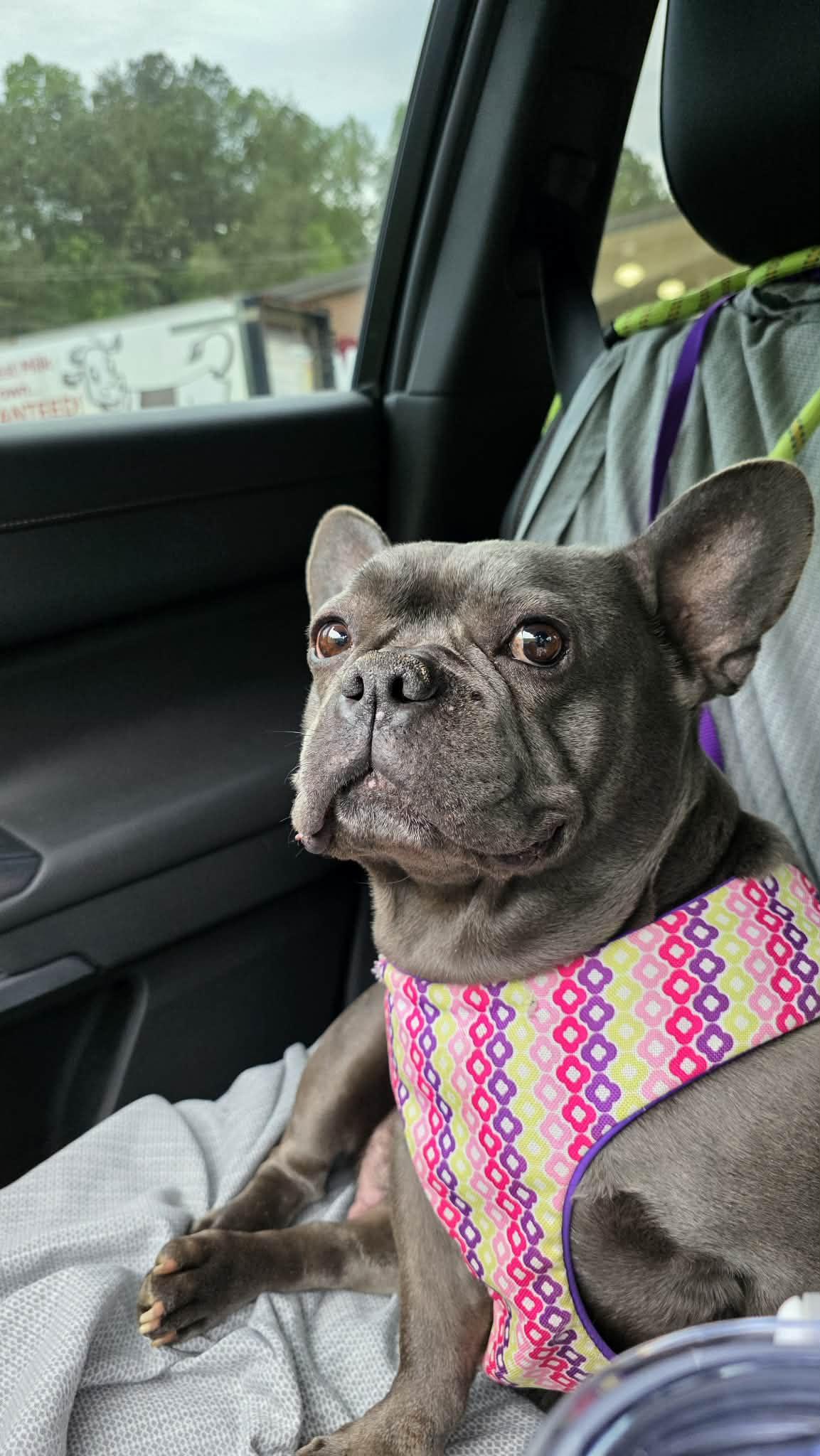 Enlarge Blueberry, a ADOPTABLE French Bulldog in New Castle, DE image 2/6