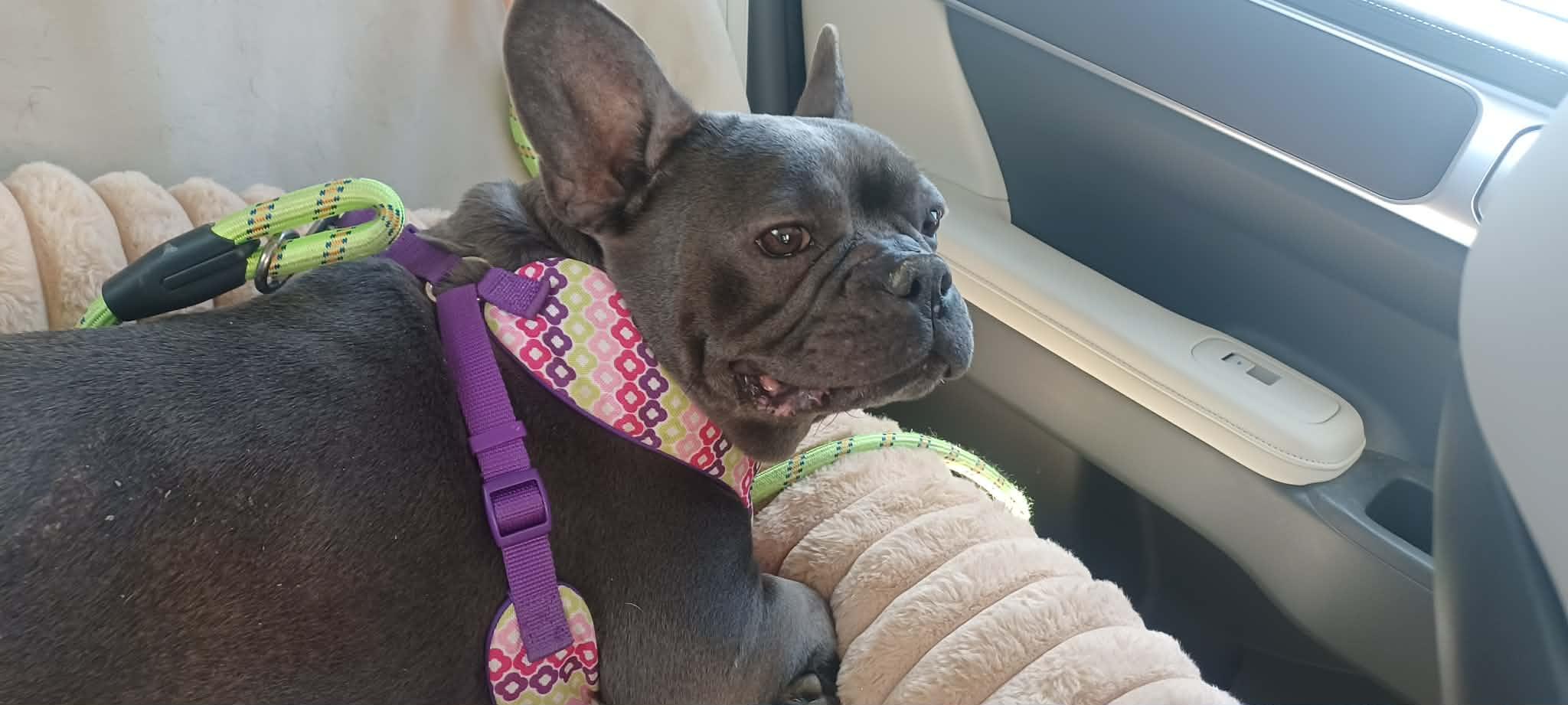 Enlarge Blueberry, a ADOPTABLE French Bulldog in New Castle, DE image 4/6