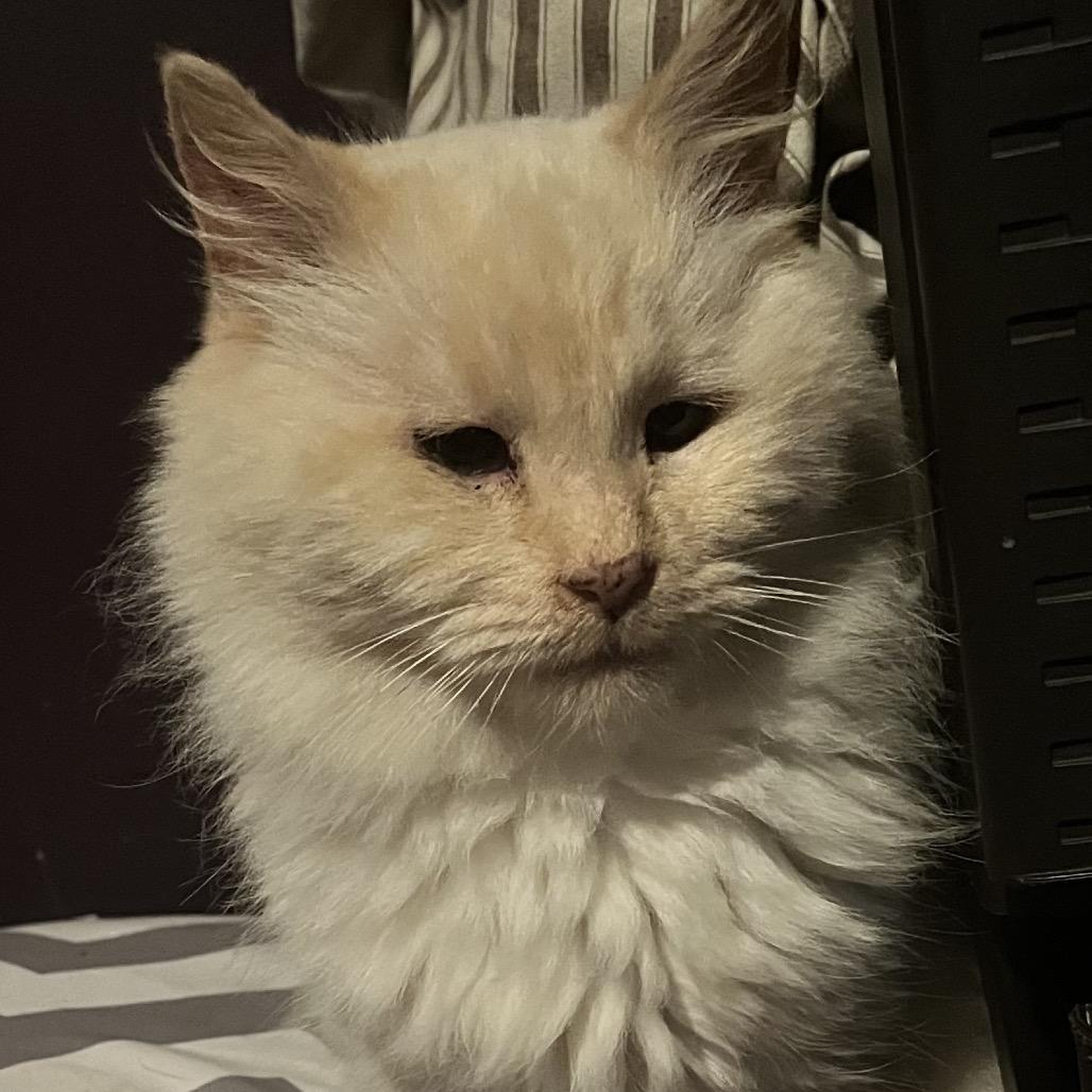 Enlarge Raye, a Adoptable Domestic Long Hair in Delta, AL image 1/2