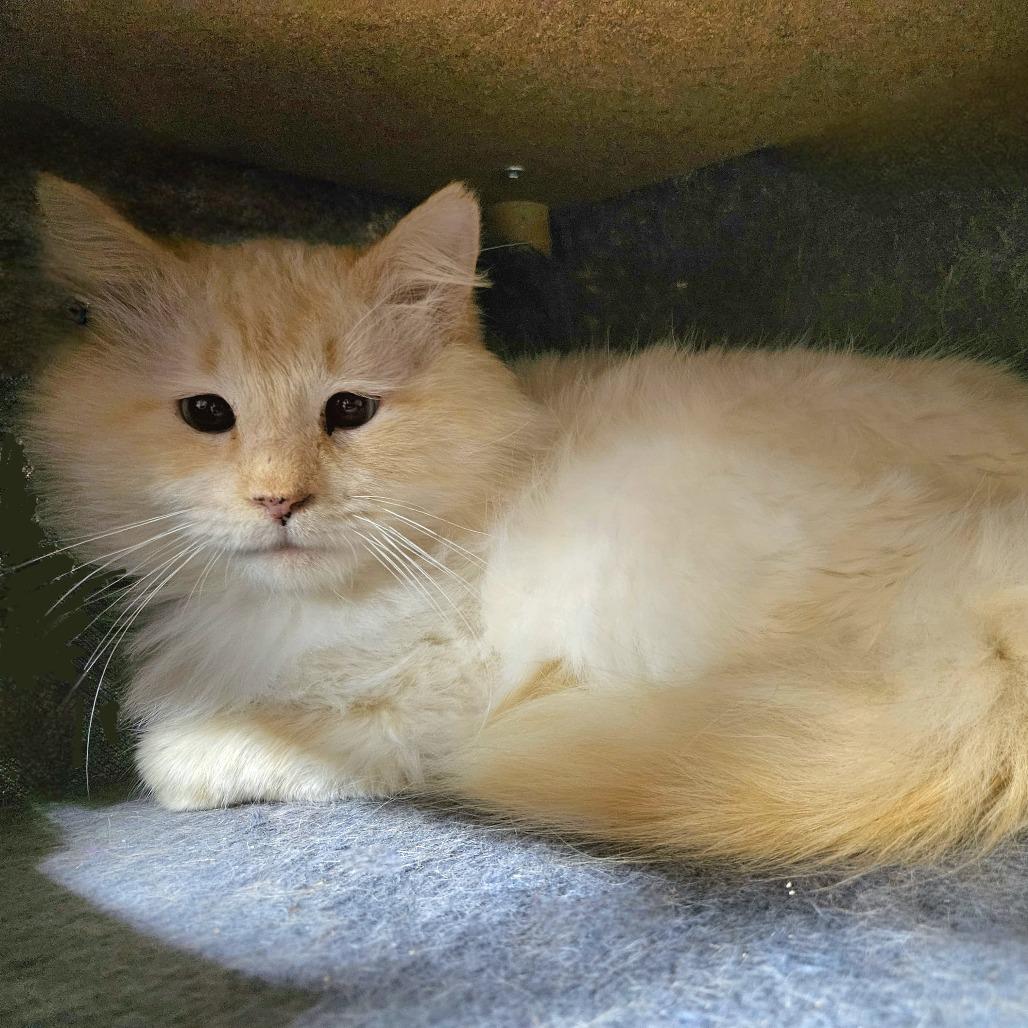 Enlarge Raye, a Adoptable Domestic Long Hair in Delta, AL image 2/2