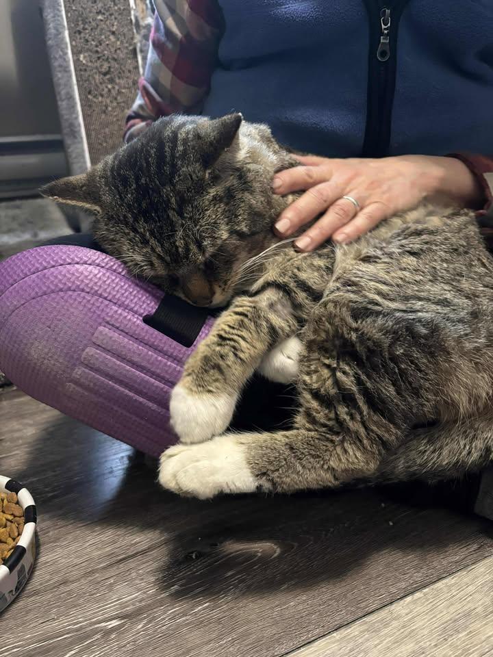 Enlarge Jasper, a Adopted Domestic Short Hair in Shawnigan Lake, BC image 3/3