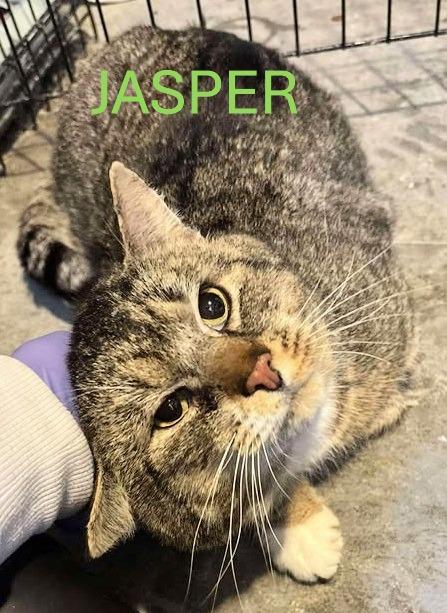 Enlarge Jasper, a Adopted Domestic Short Hair in Shawnigan Lake, BC image 2/3