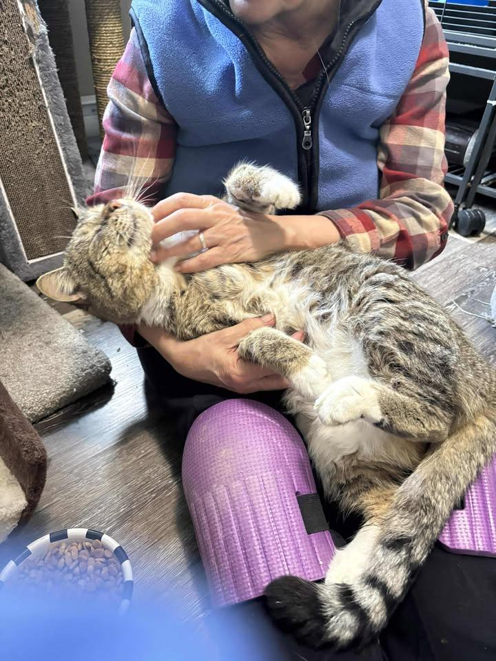 Jasper, Adopted, Adult Male Domestic Short Hair.