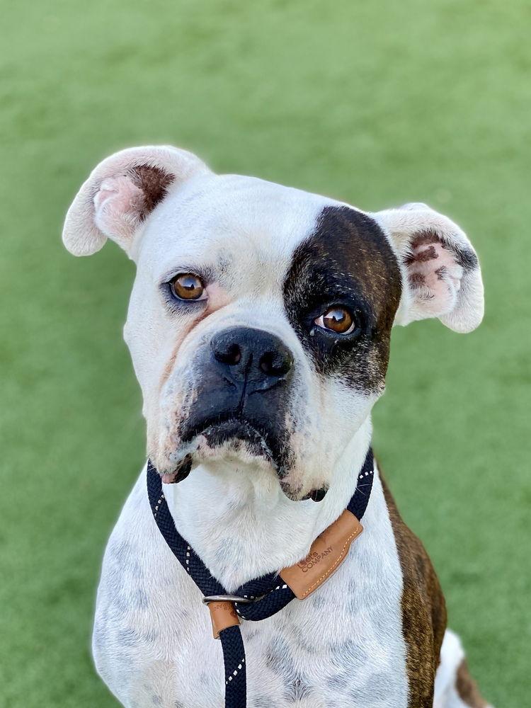 Macho, Adoptable, Adult Male Boxer.