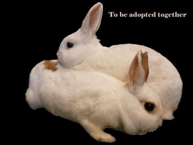 Enlarge SHIRO, a Adoptable Bunny Rabbit in Santa Barbara, CA image 1/1