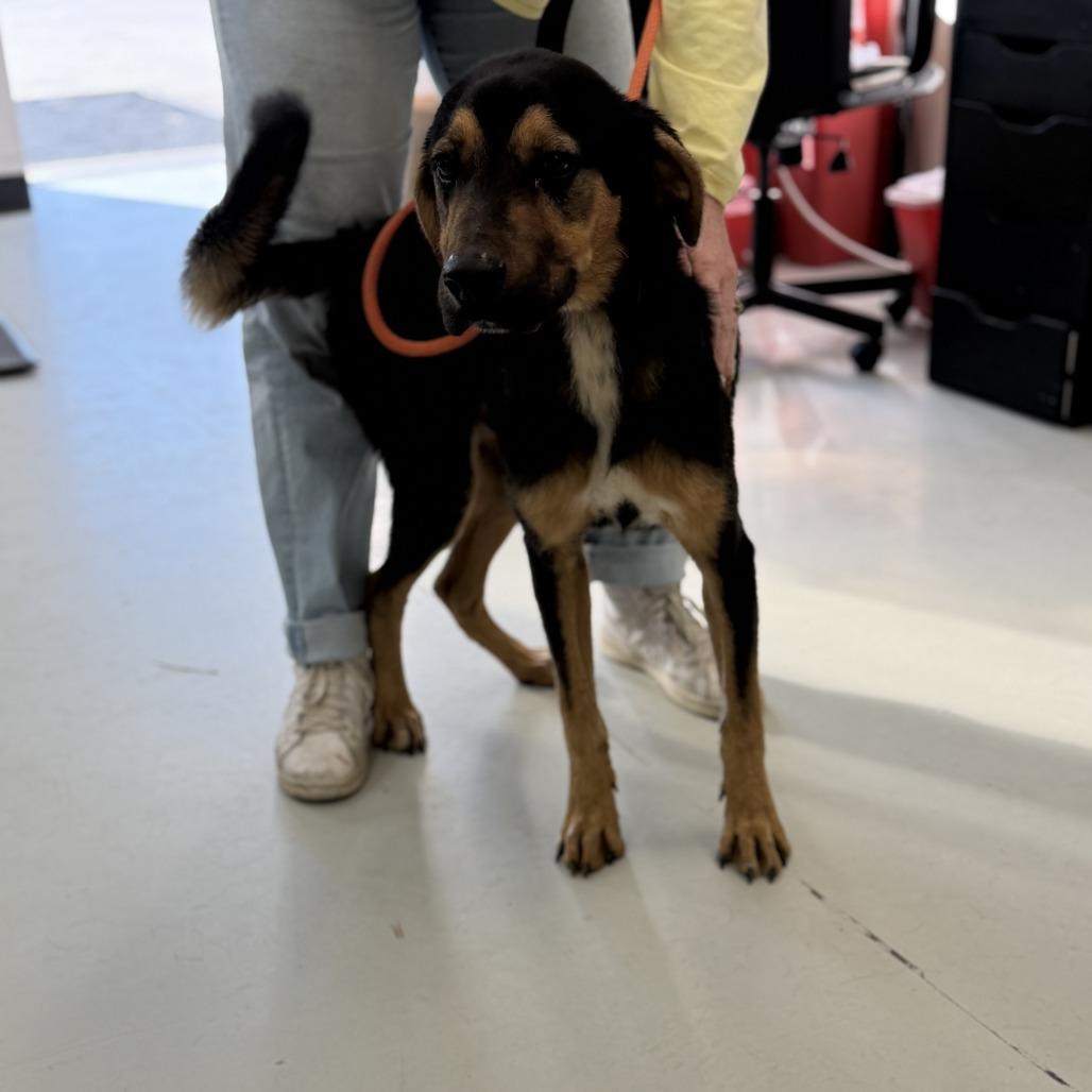 Dozer, a Adoptable Mixed Breed in Houston, TX image 2/2