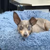 Doobie, a Adoptable Miniature Pinscher in Wilmington, NC image 6/6
