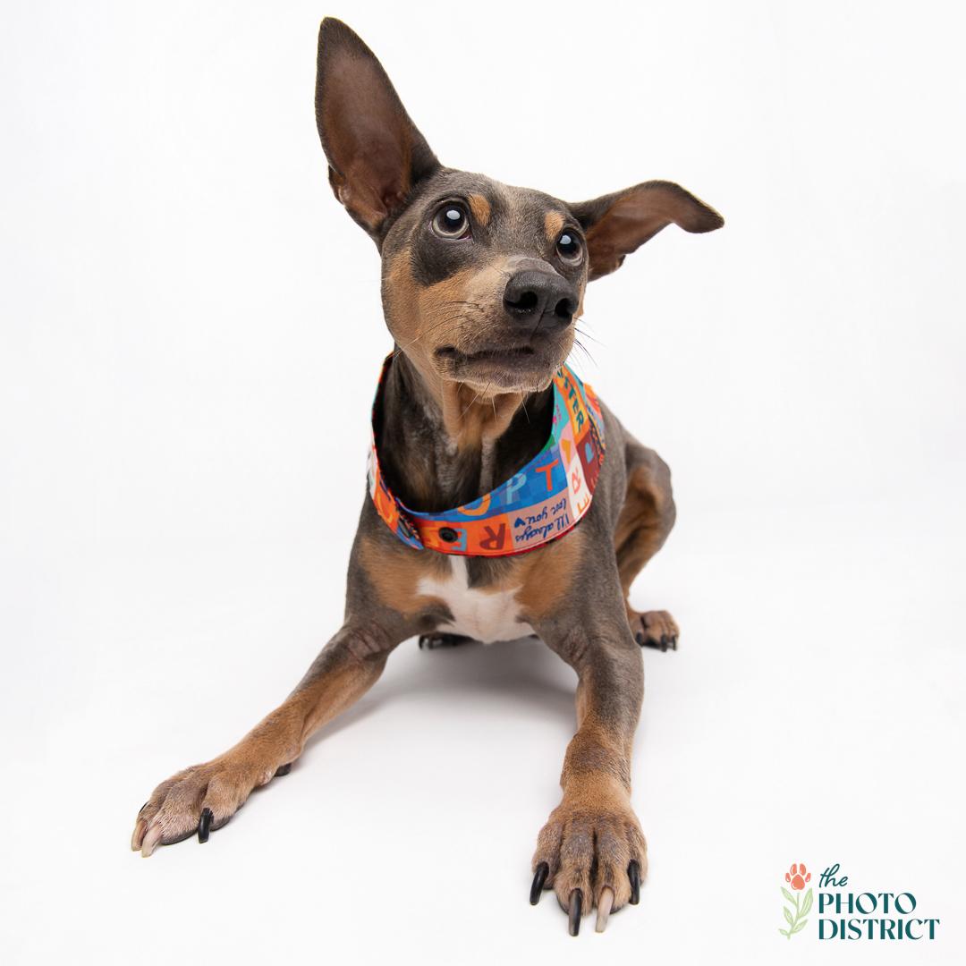 Doobie, a Adoptable Miniature Pinscher in Wilmington, NC image 2/6