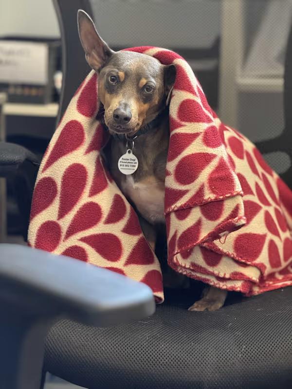 Doobie, a Adoptable Miniature Pinscher in Wilmington, NC image 3/6