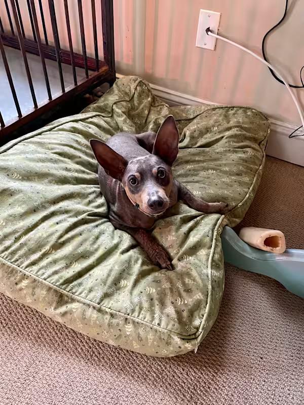 Doobie, a Adoptable Miniature Pinscher in Wilmington, NC image 5/6