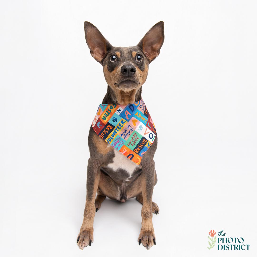 Doobie, a Adoptable Miniature Pinscher in Wilmington, NC image 1/6