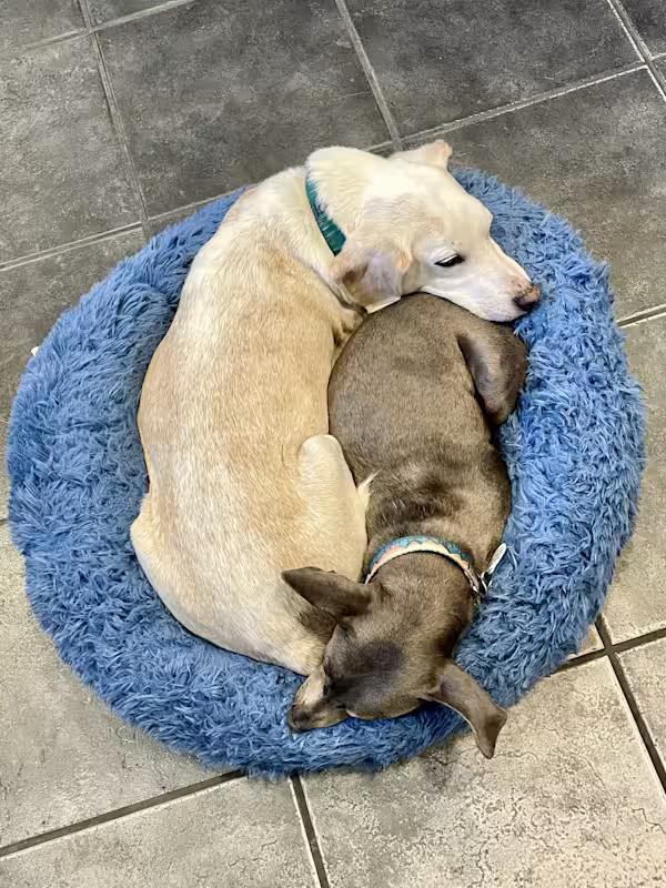 Doobie, a Adoptable Miniature Pinscher in Wilmington, NC image 4/6