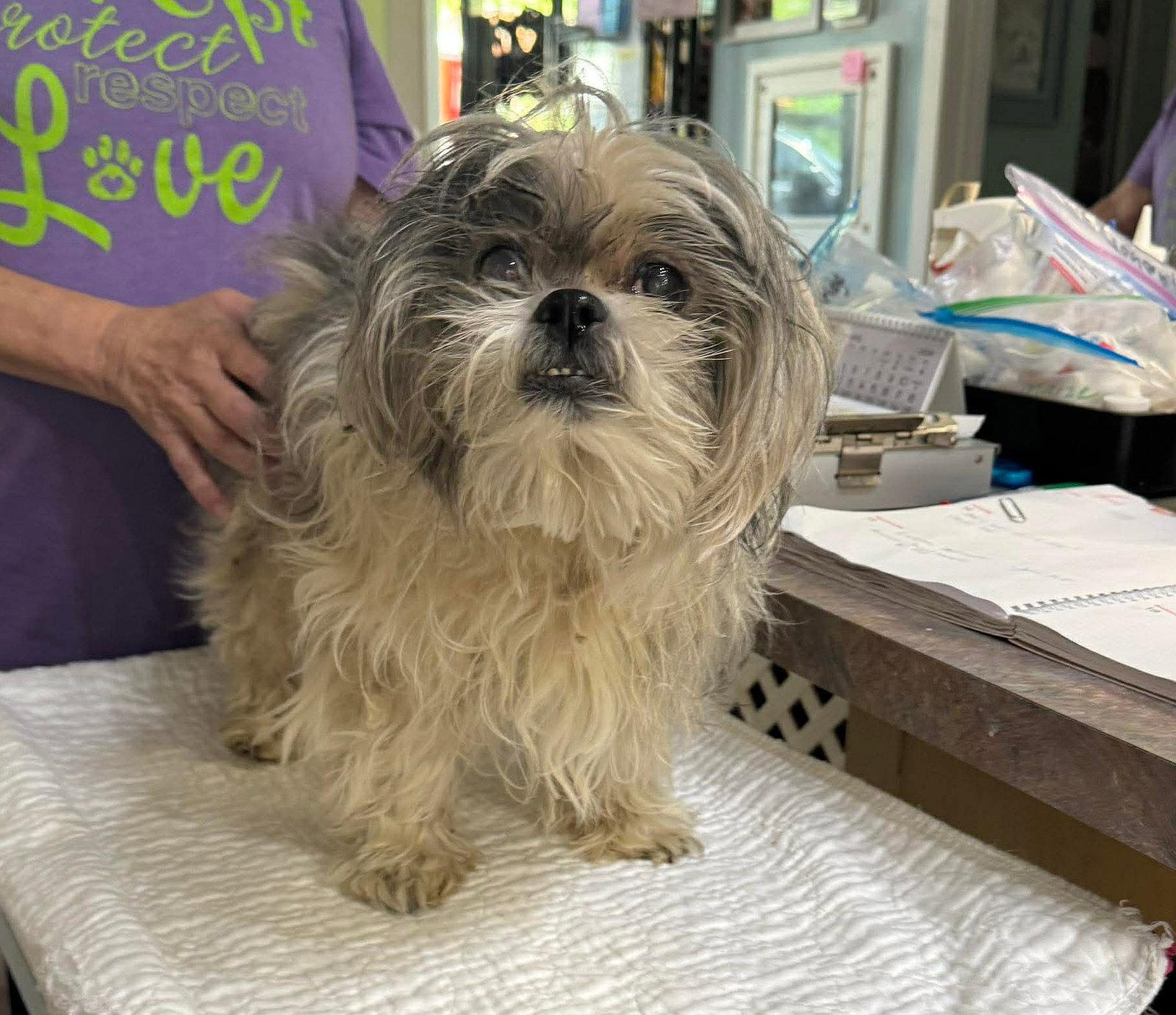 Enlarge Tonga (NOT YET AVAILABLE), a Adoptable Lhasa Apso in Benton, LA image 1/1