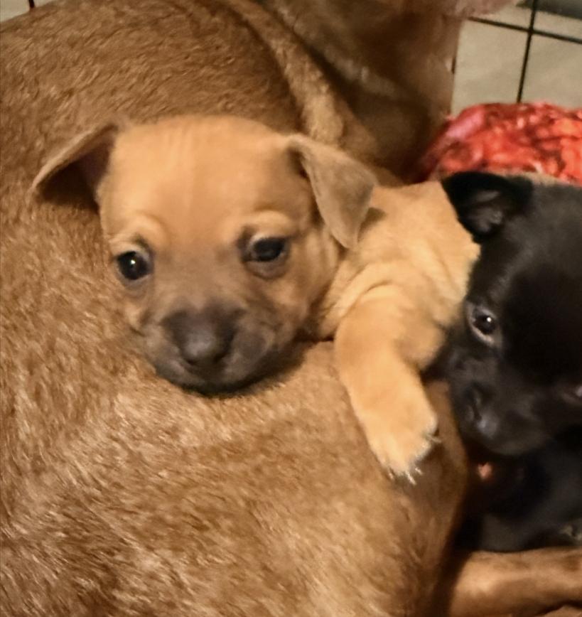 Tan puppy, Adoptable, Puppy Male Chihuahua.