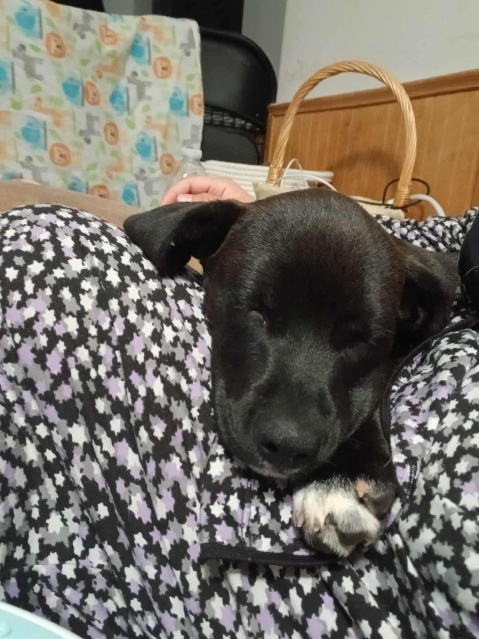 Norbit, an adopted mixed breed in Kutztown, PA image 3/6