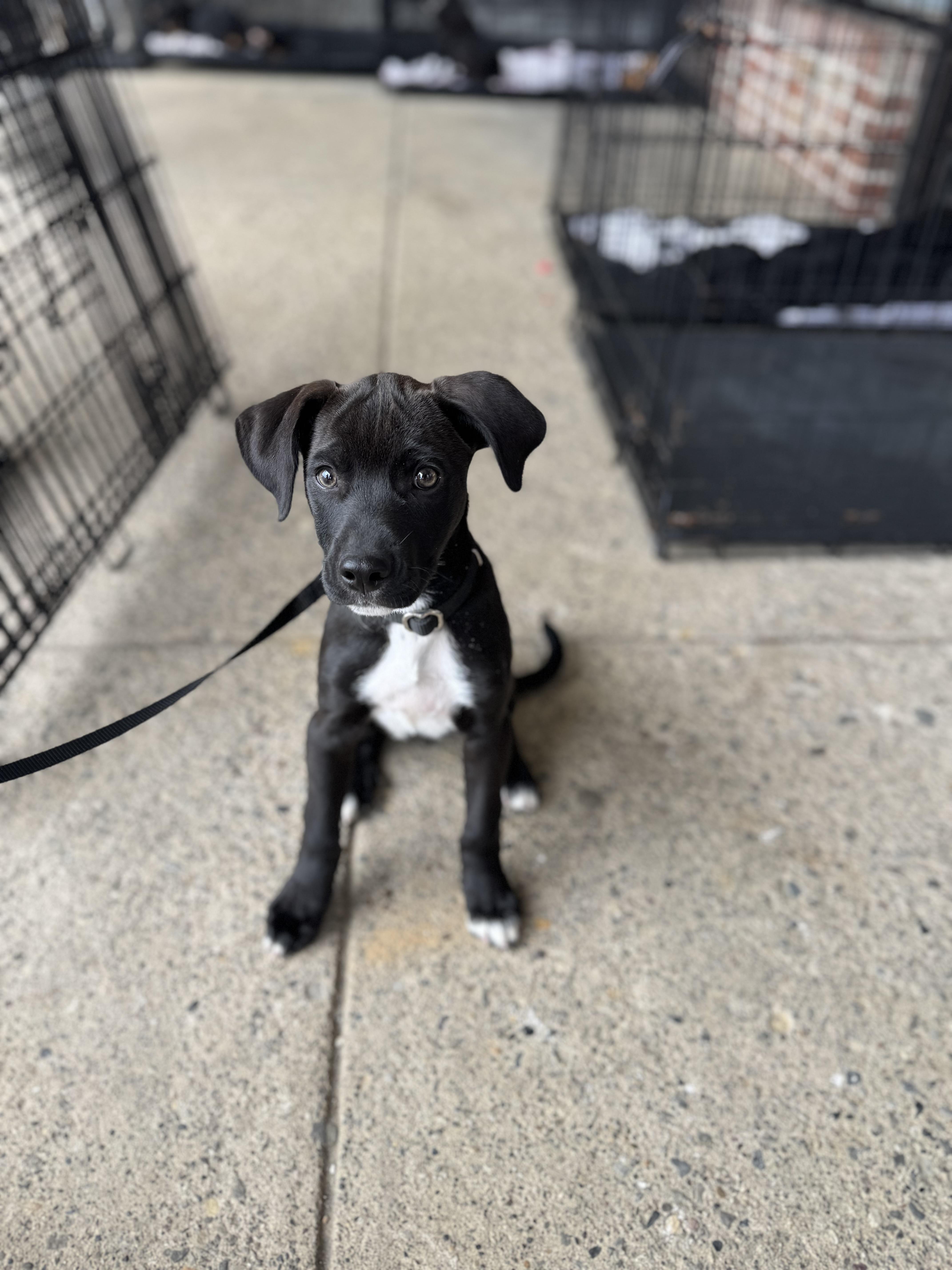 Norbit, an adopted mixed breed in Kutztown, PA image 1/6