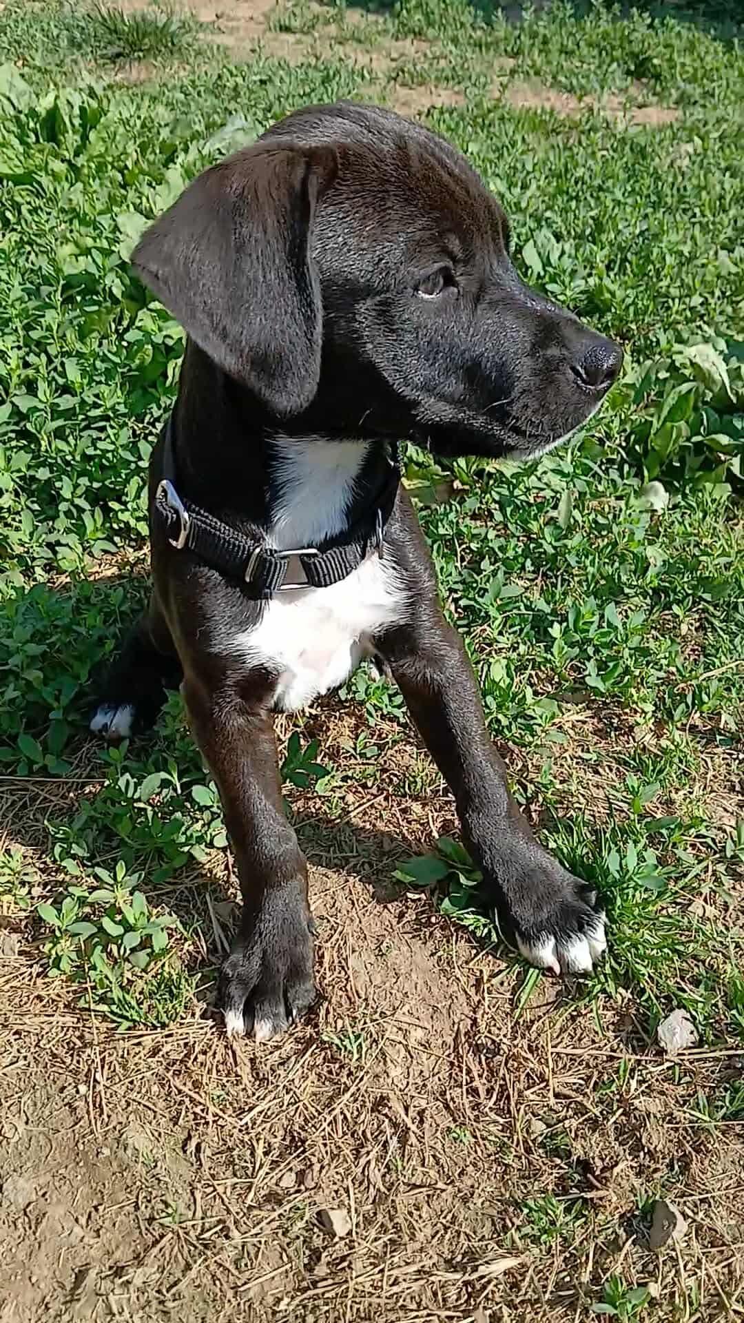 Norbit, an adopted mixed breed in Kutztown, PA image 5/6